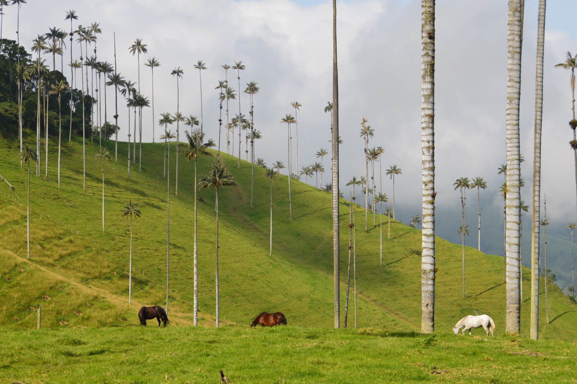 Cocora's Valley